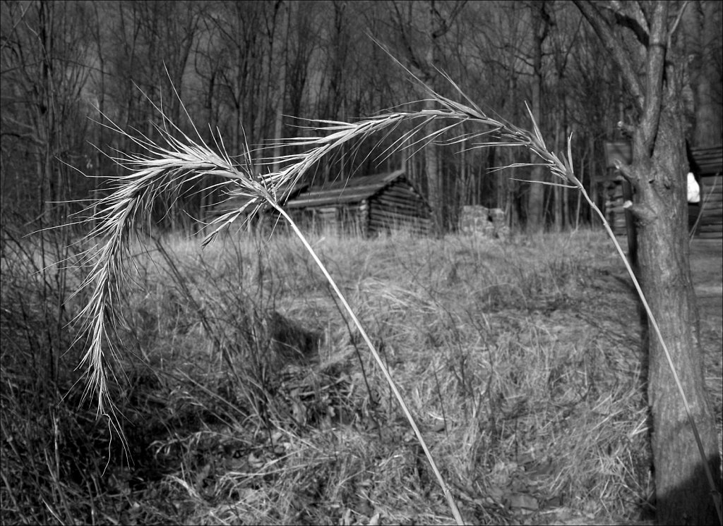 Soldier Huts at Jockey Hollow 