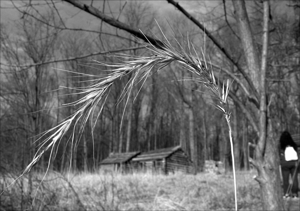 Soldier Huts at Jockey Hollow 