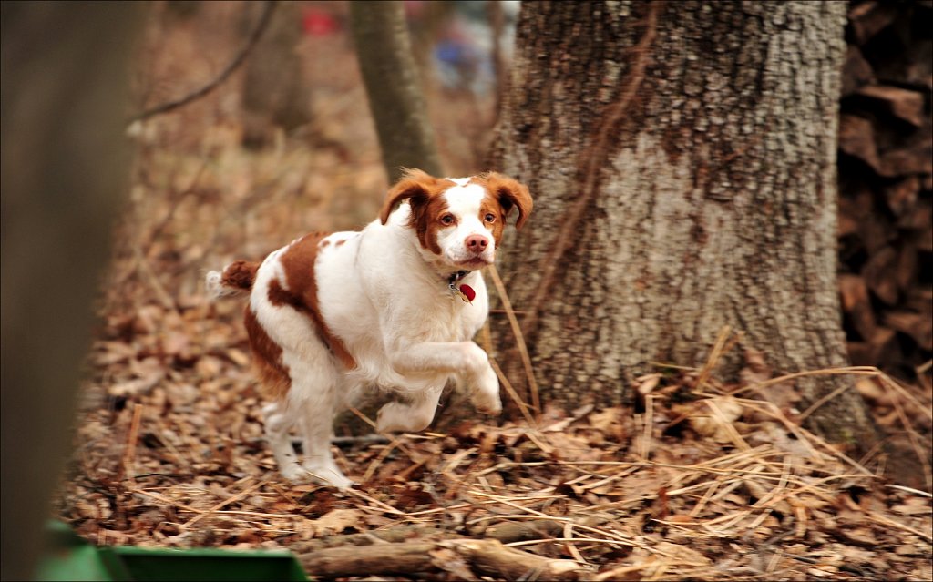 Copper In The Yard