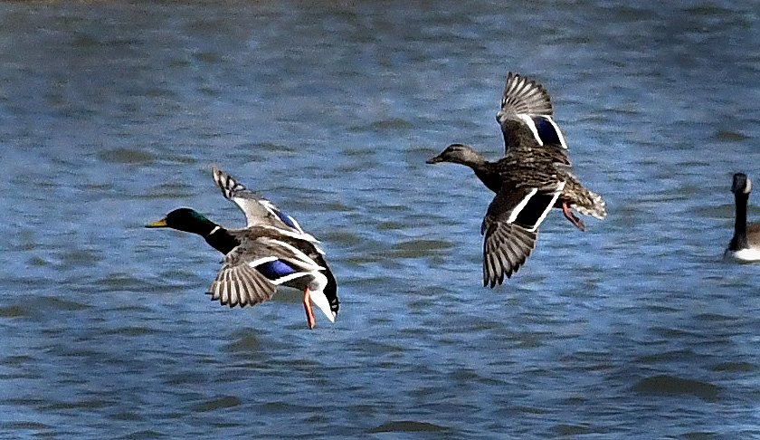 Birds of New Jersey