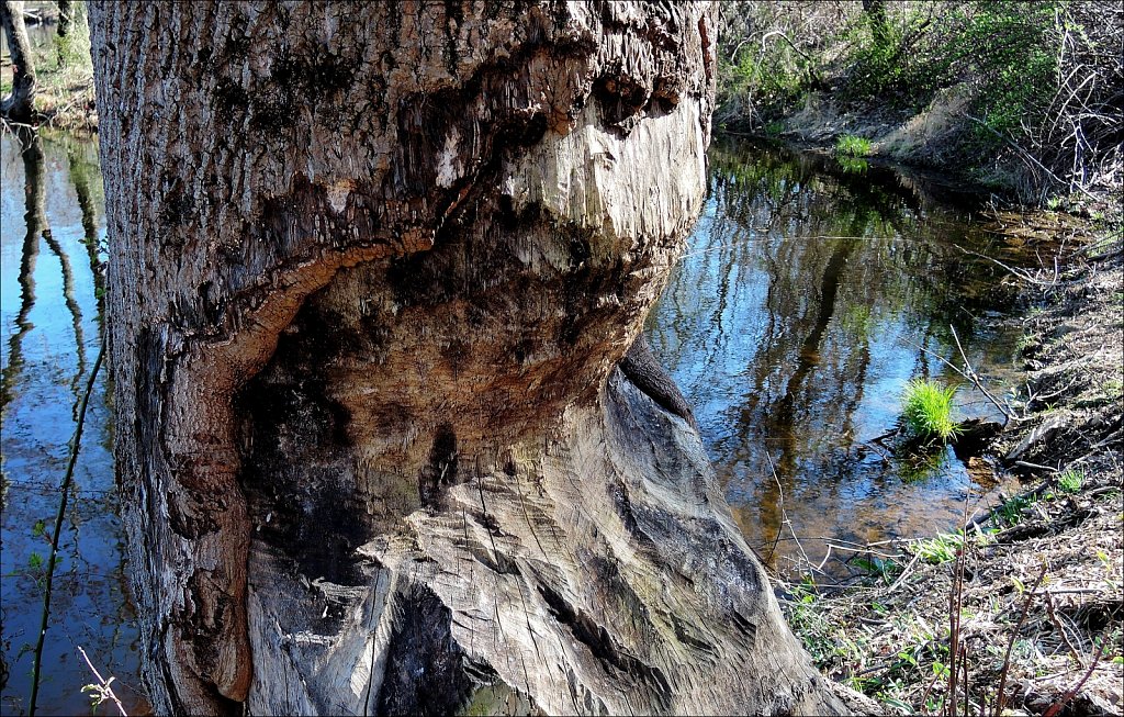 Turkey Brook Park