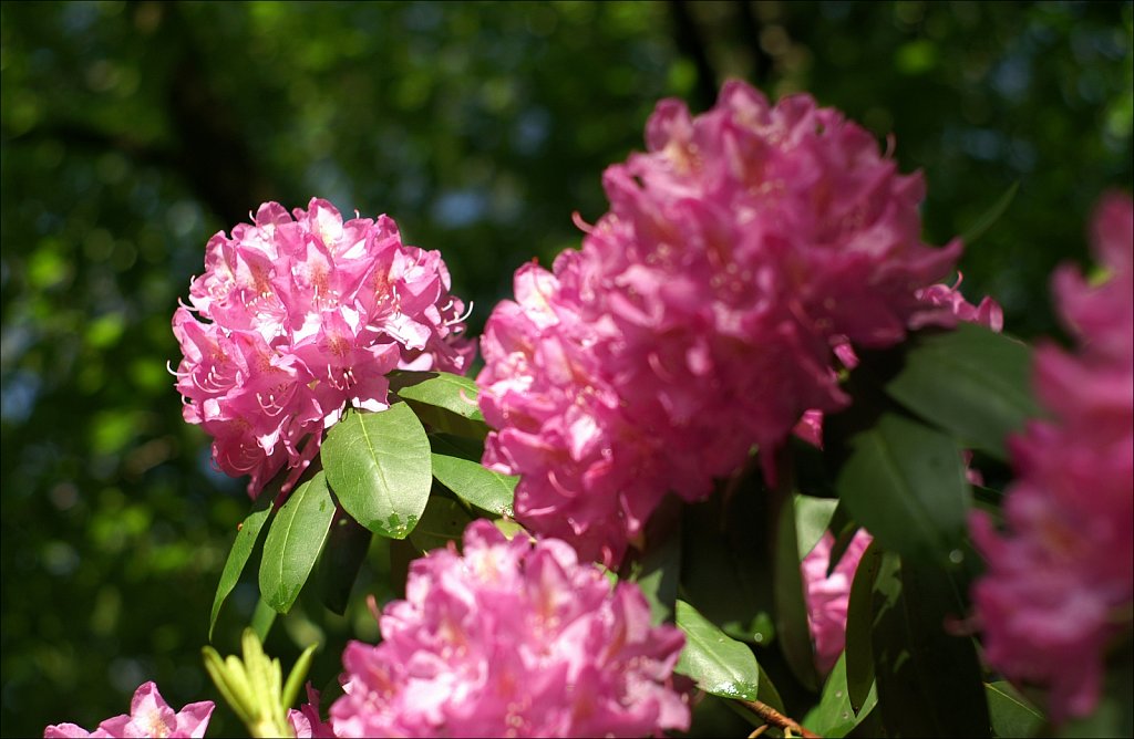 Rhododendrons 