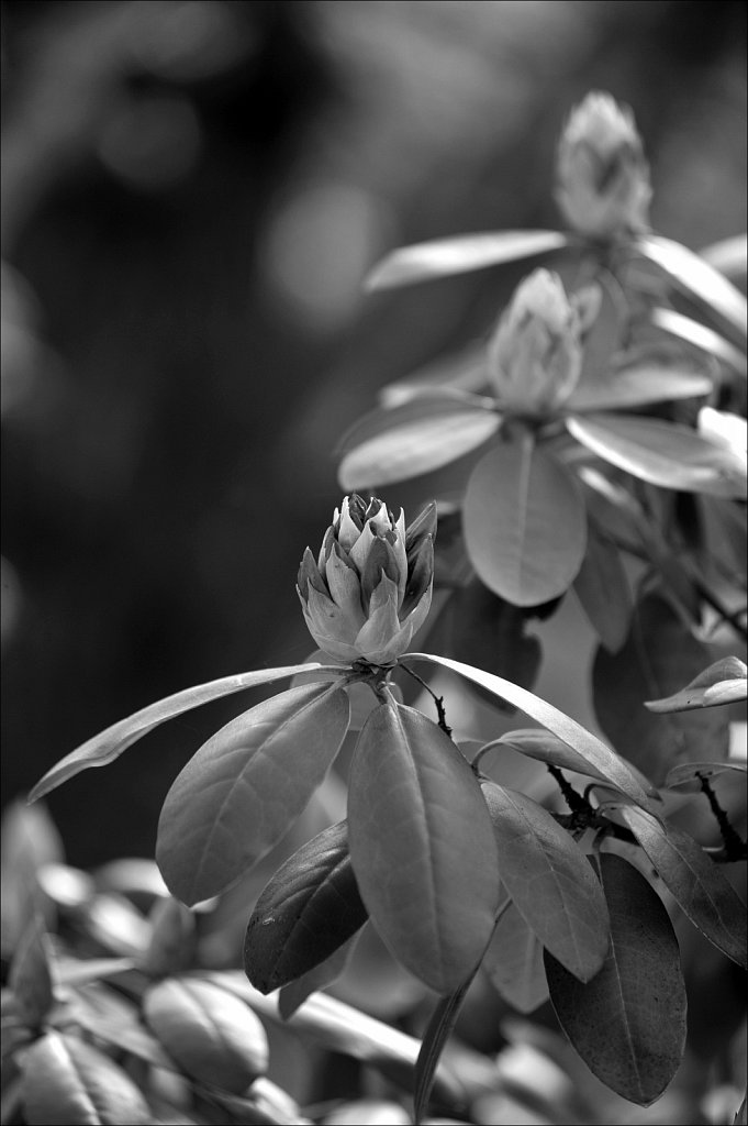 Rhododendrons 