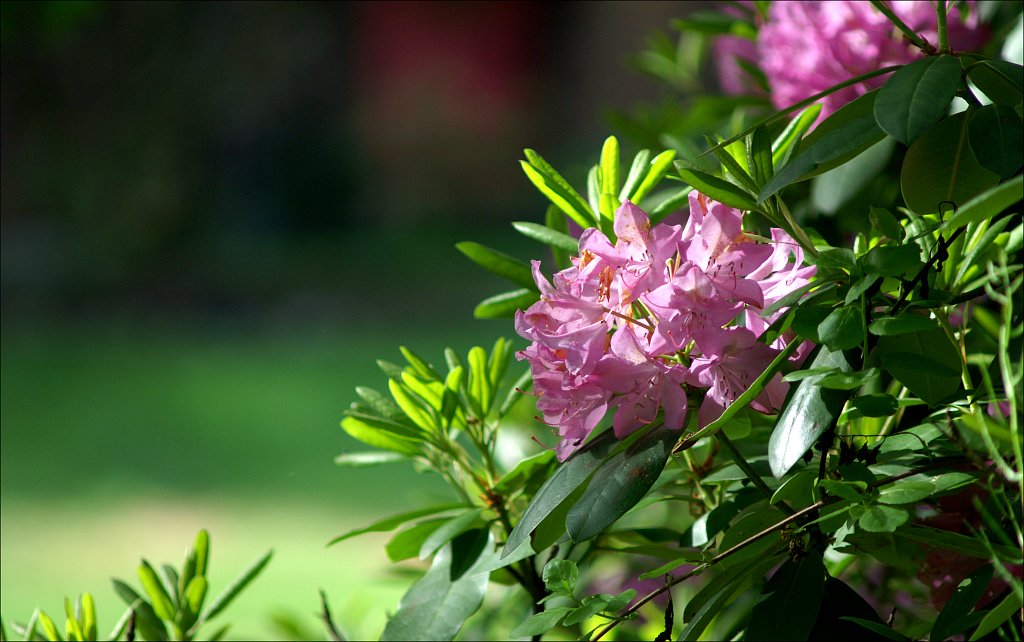 Rhododendrons