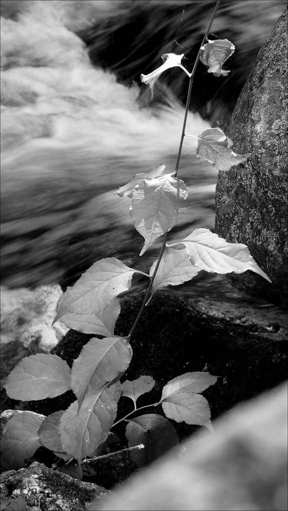 Black River County Park