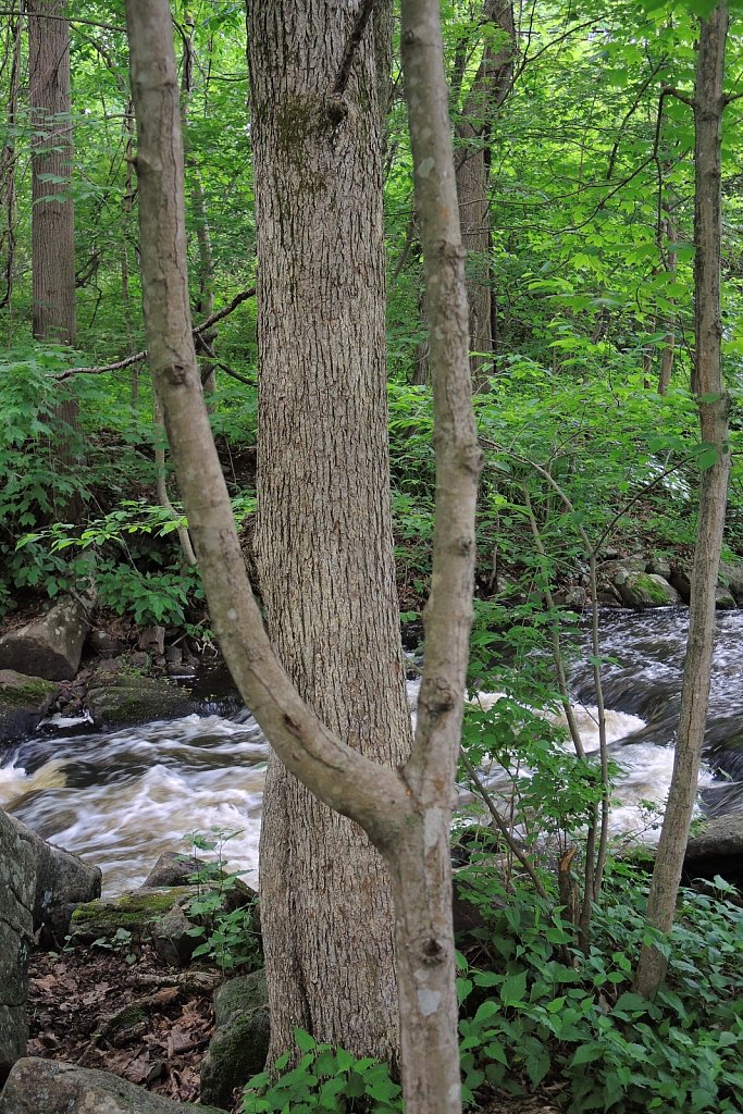 Black River County Park