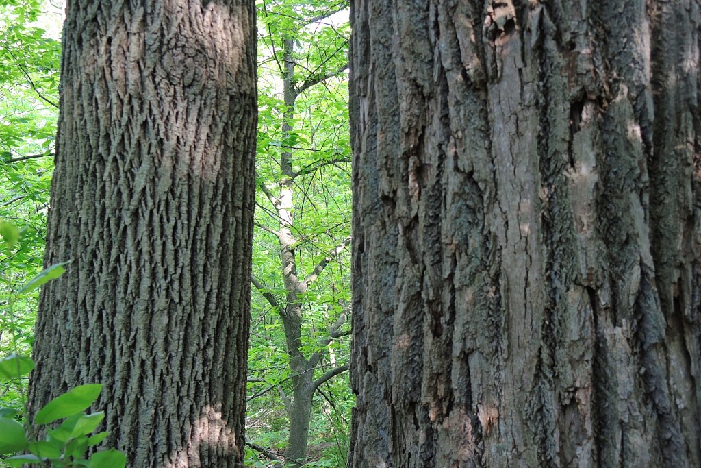 Black River County Park