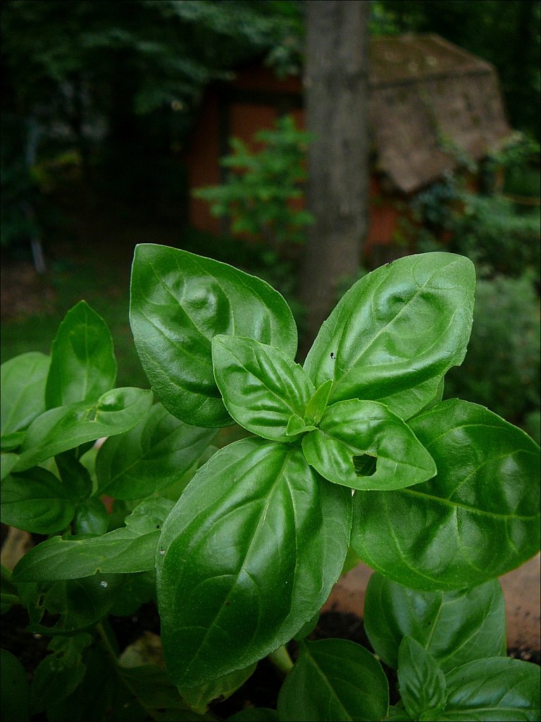 Panasonic Lumix TZ1
