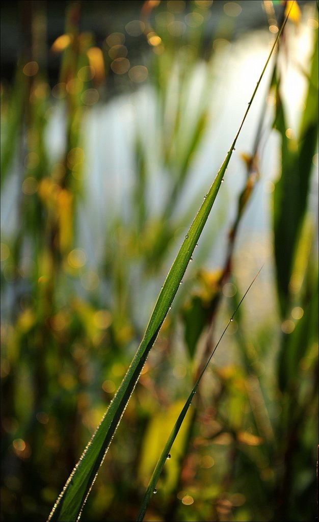 Sunrise at the South Branch