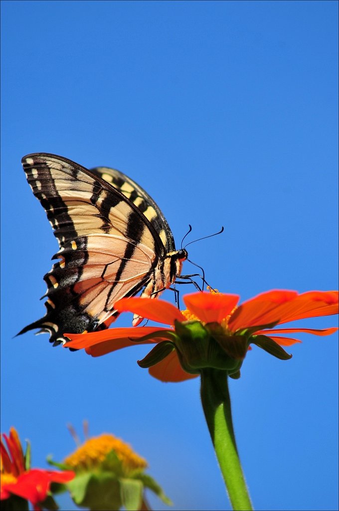 Butterflies at Work