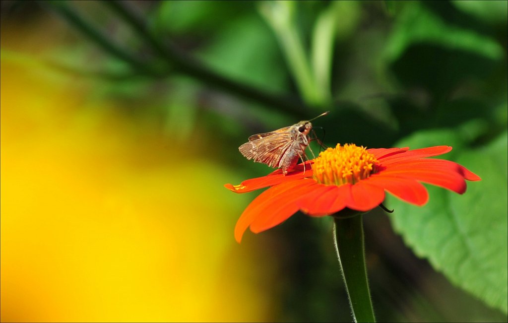 Butterflies at Work