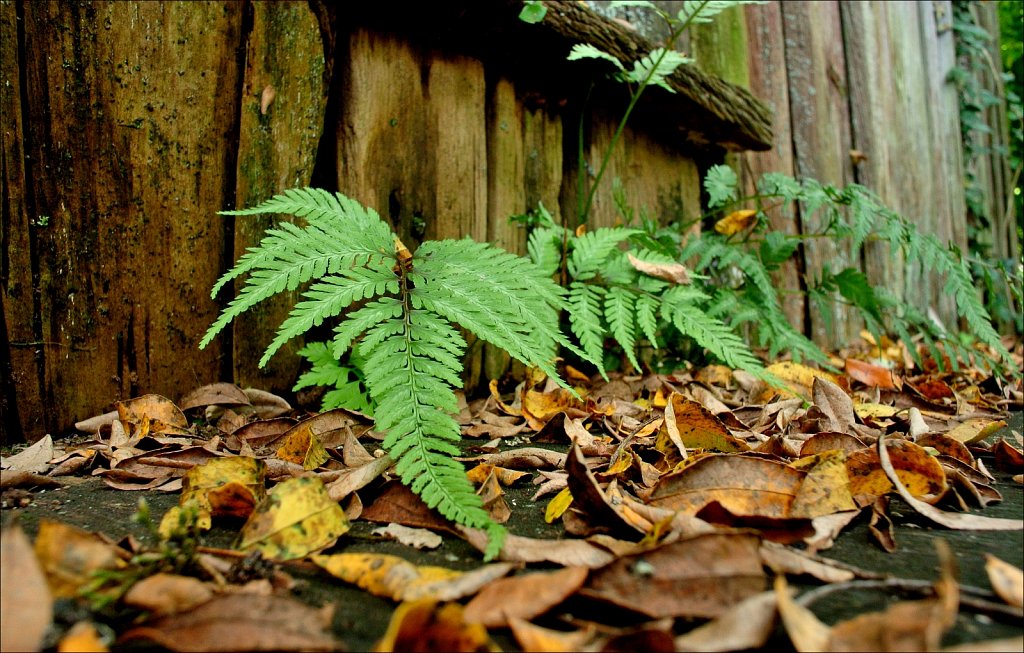 Willowwood Arboretum 