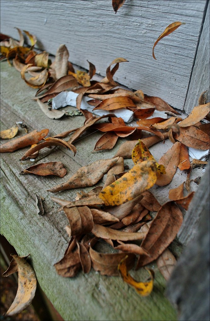 Willowwood Arboretum 