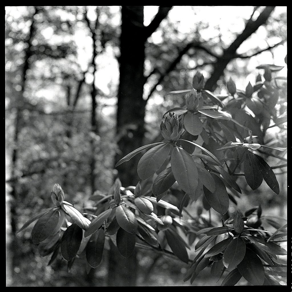 2020118F-Autocord-TriX-A-04.jpg