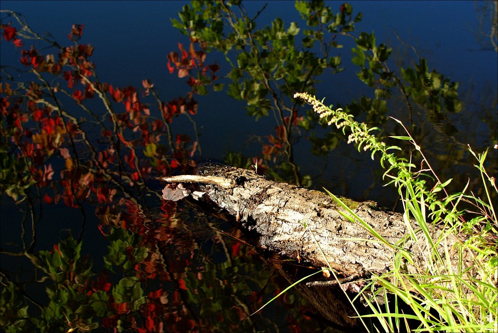 Maiers Pond