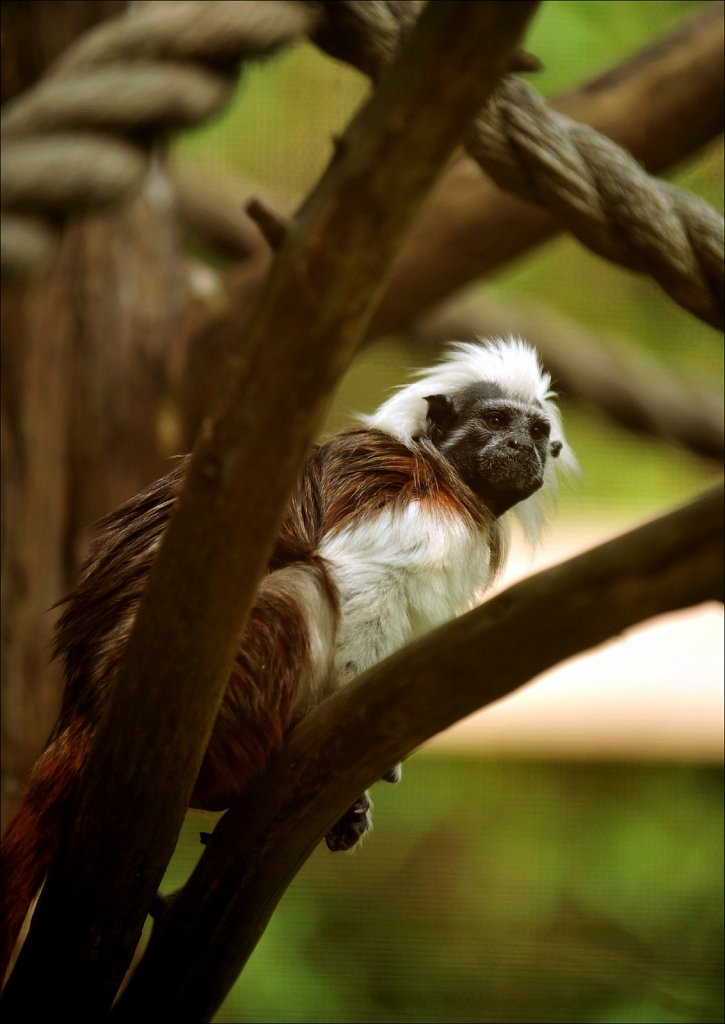 Cape May County Park & Zoo