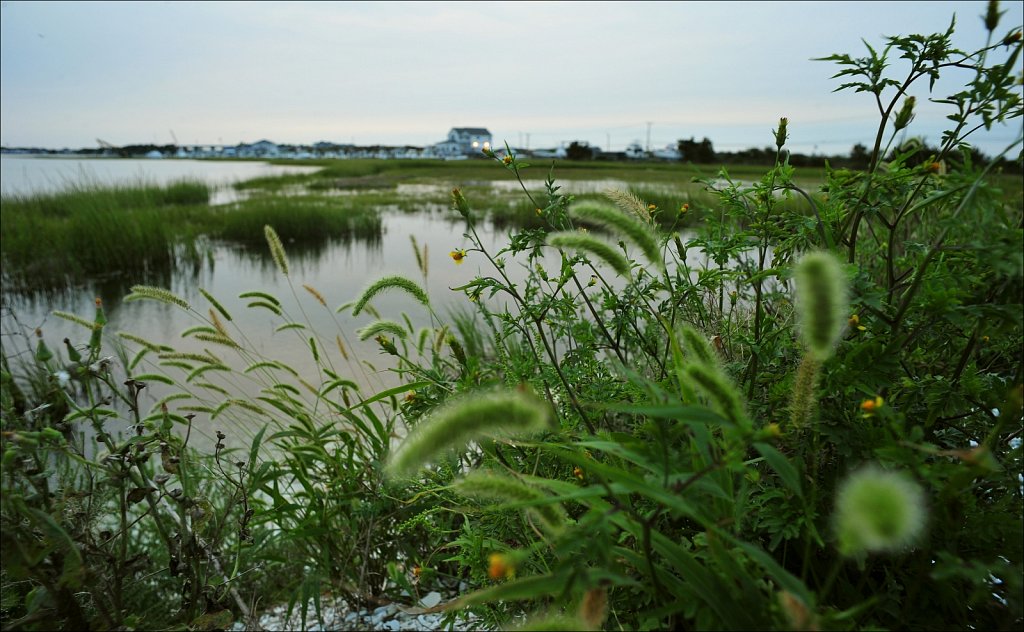 Cedar Island