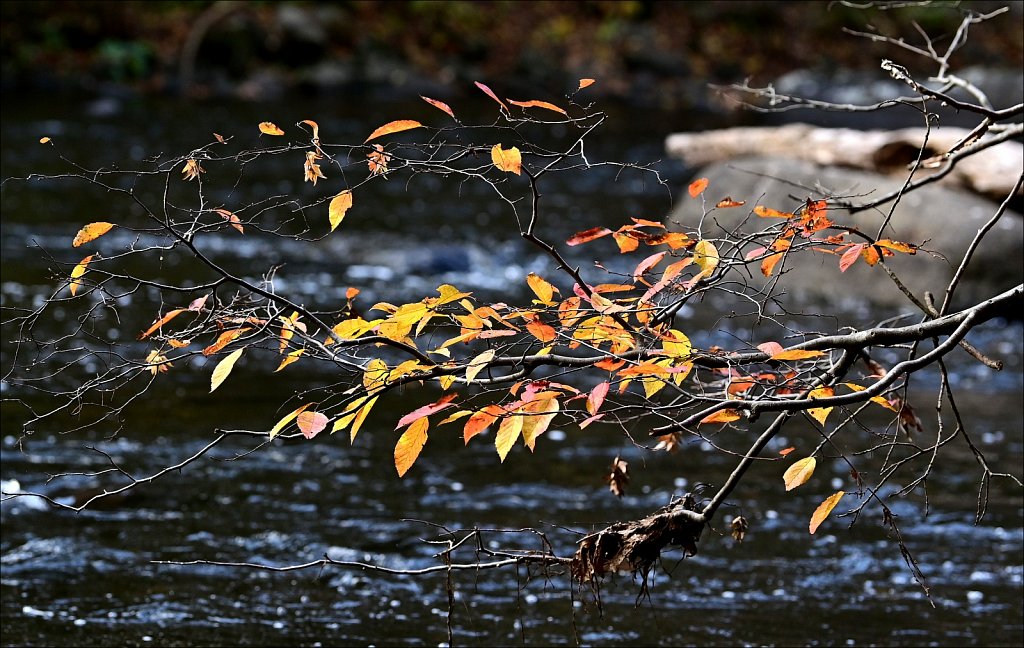 Stephens State Park