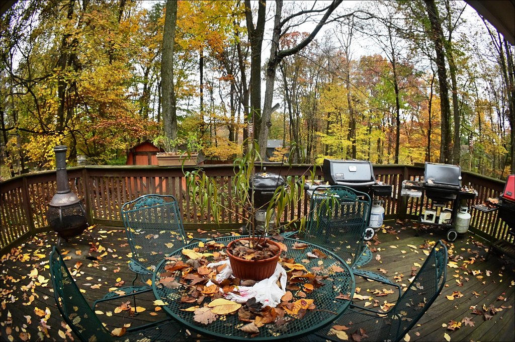 Backyard Fall 2020