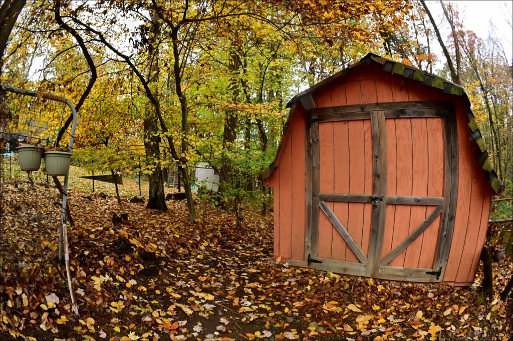 Backyard Fall 2020