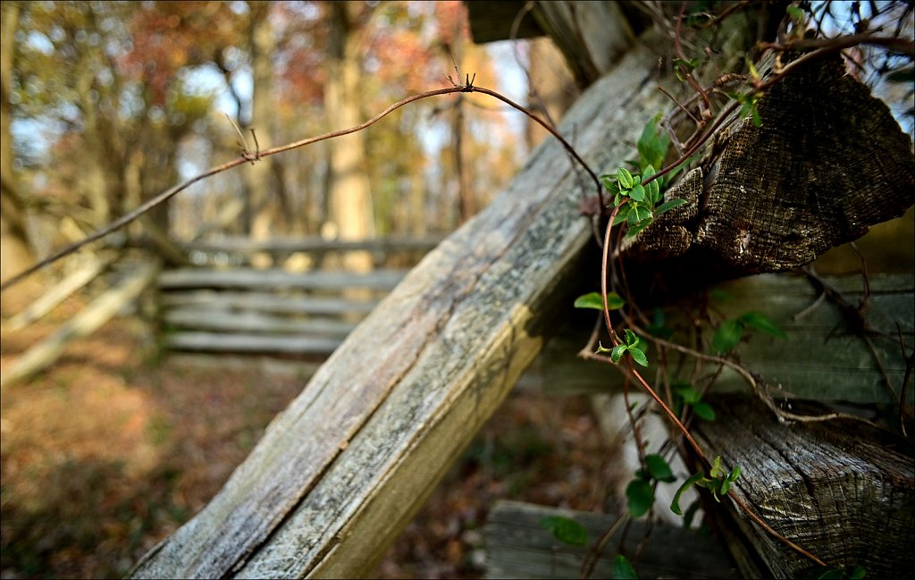 Jockey Hollow