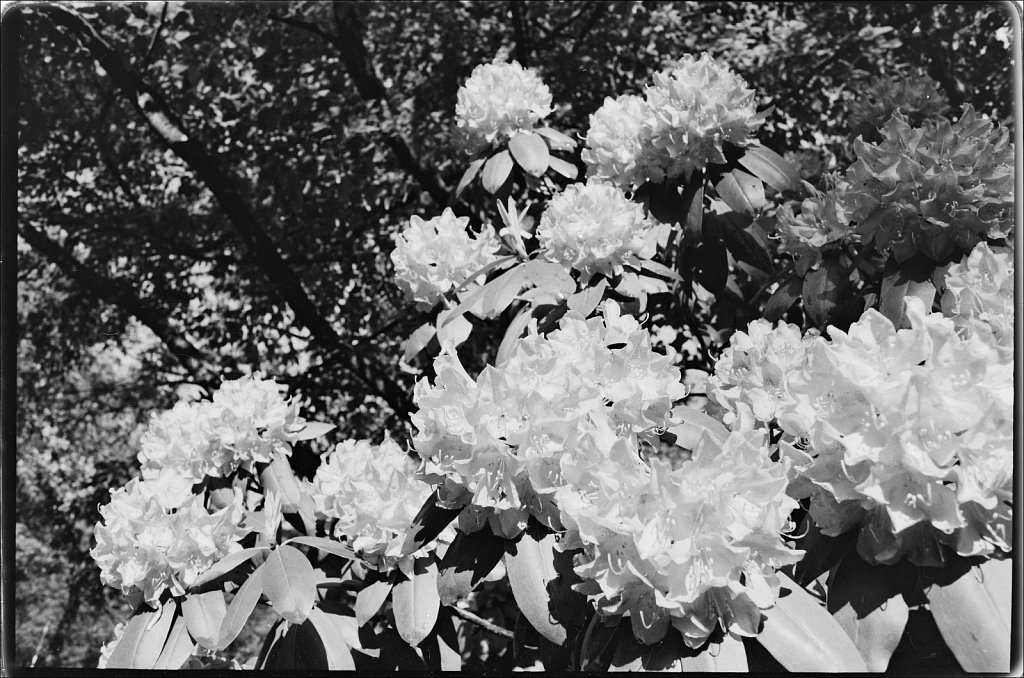 2020160F-Roll-A-1a-Minolta-Maxxum-7000-Tmax-100.jpg