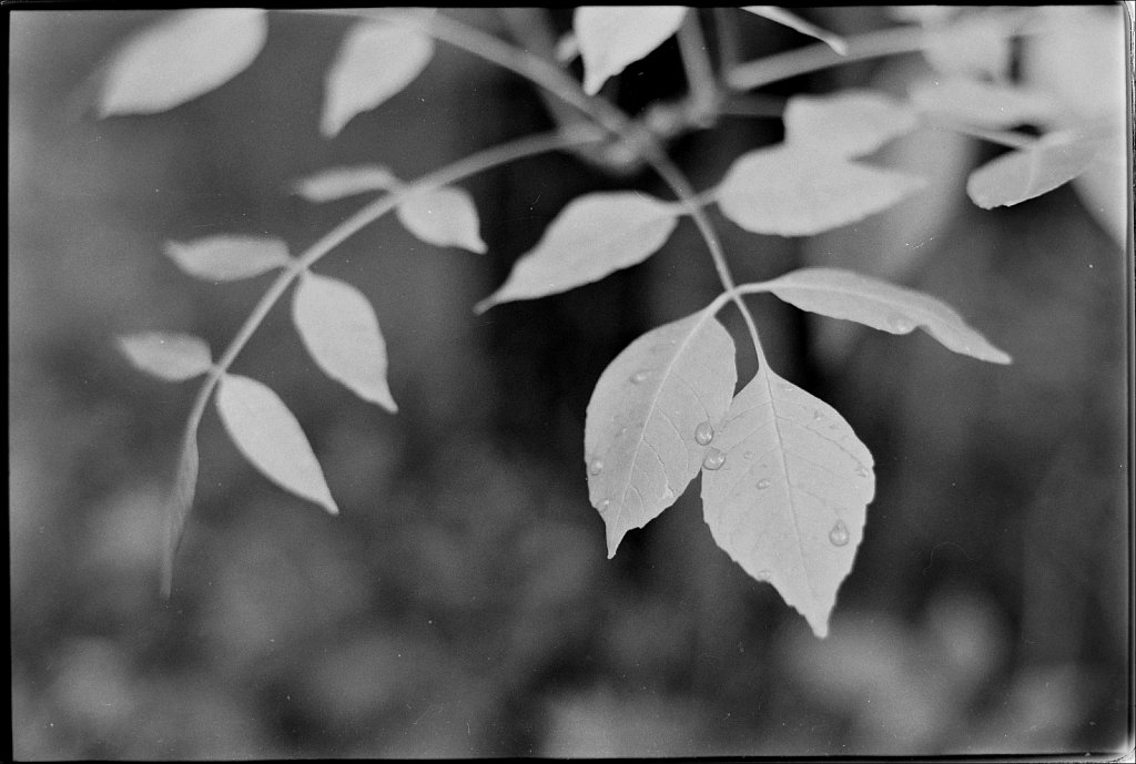 2020160F-Roll-A-4a-Minolta-Maxxum-7000-Tmax-100.jpg