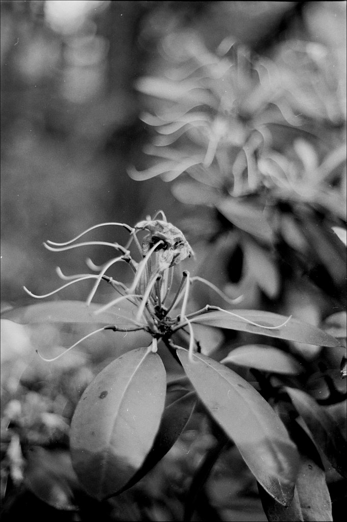 2020160F-Roll-A-11a-Minolta-Maxxum-7000-Tmax-100.jpg