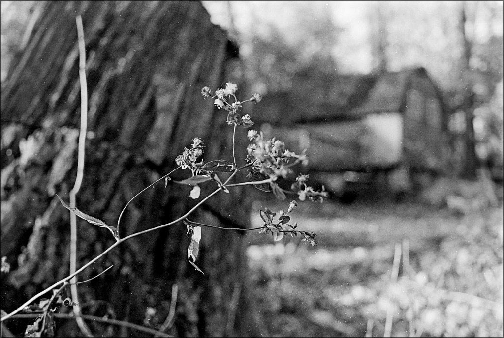 2021001F-Minolta-XD11-Black-Roll-A-3-Kodak-TriX.jpg