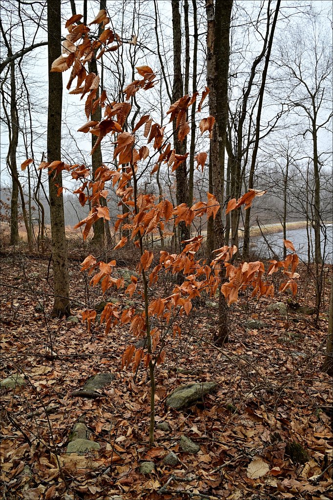 Mountain Farm Pond
