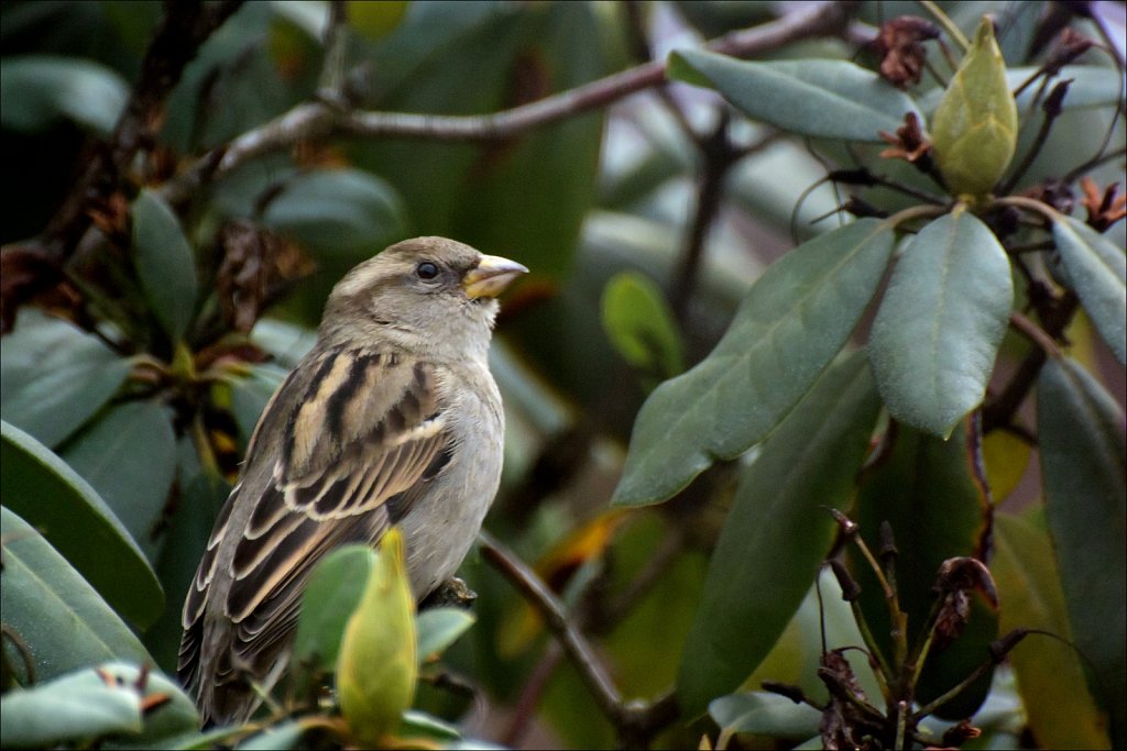 House Sparrow