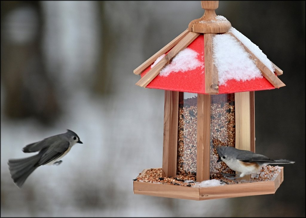 Tufted Titmouse