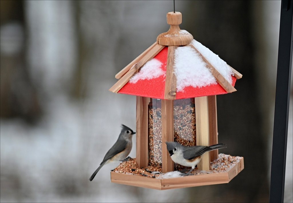 Tufted Titmouse