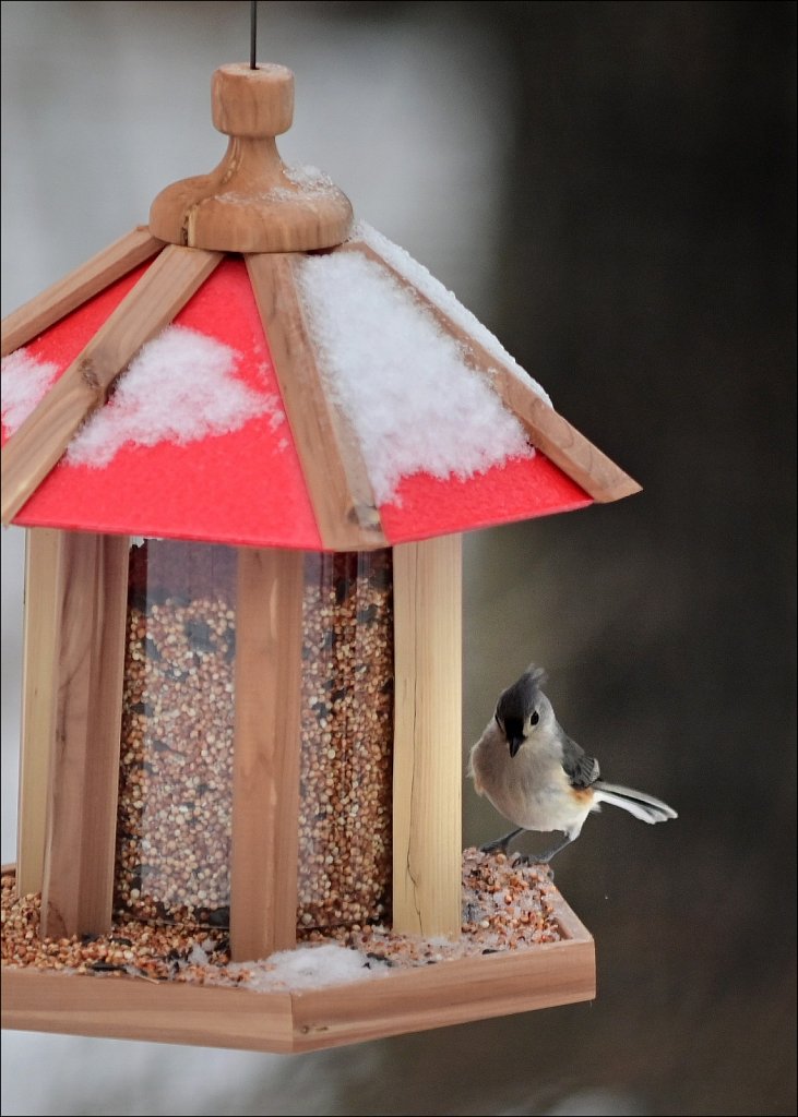 Tufted Titmouse