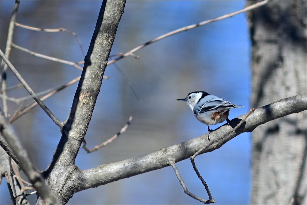 White-breasted Nuthatch