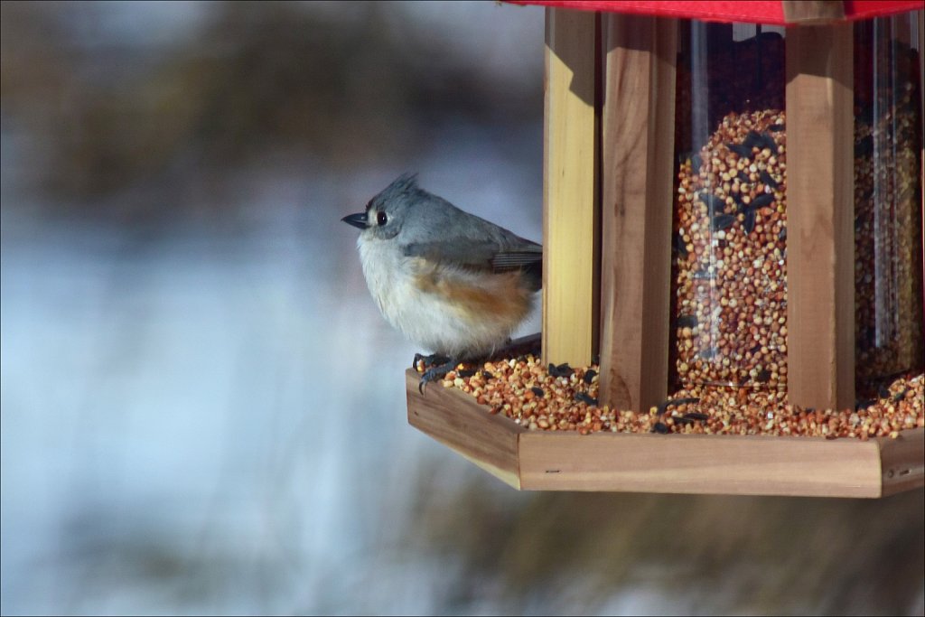 Tufted Titmouse