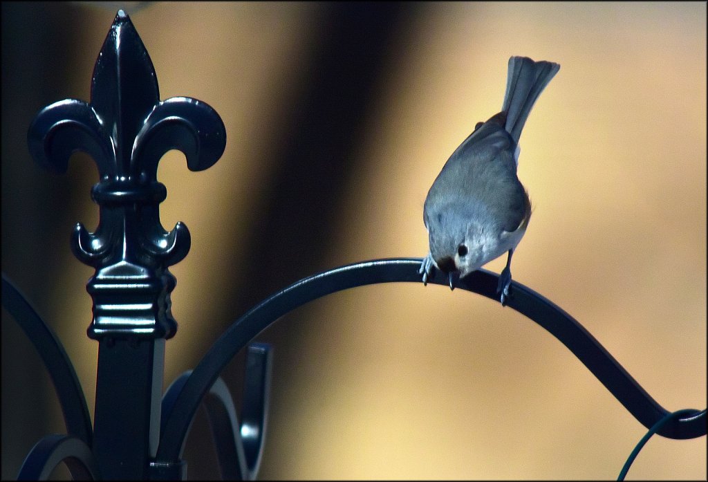 Tufted Titmouse