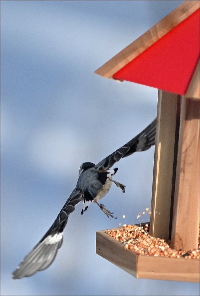 White-breasted Nuthatch