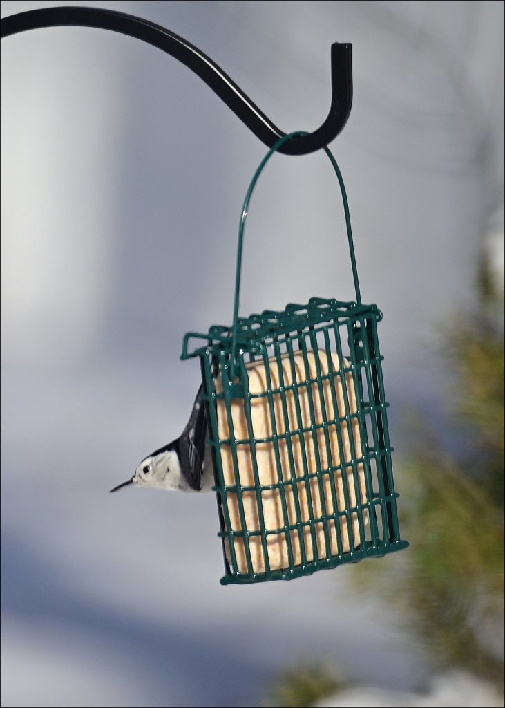 White-breasted Nuthatch