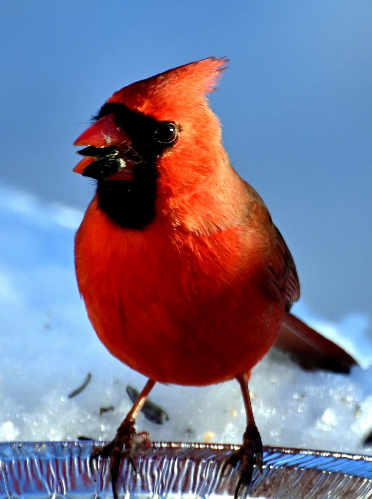 Cardinal