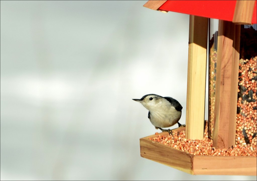 White-breasted Nuthatch