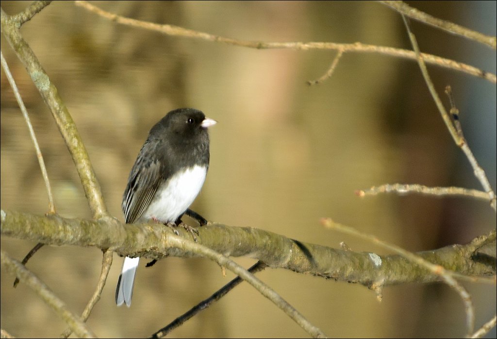 Dark-eyed Junco