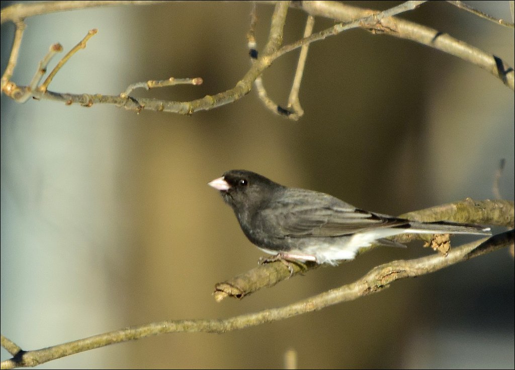 Dark-eyed Junco