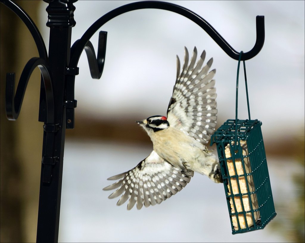 Downy Woodpecker