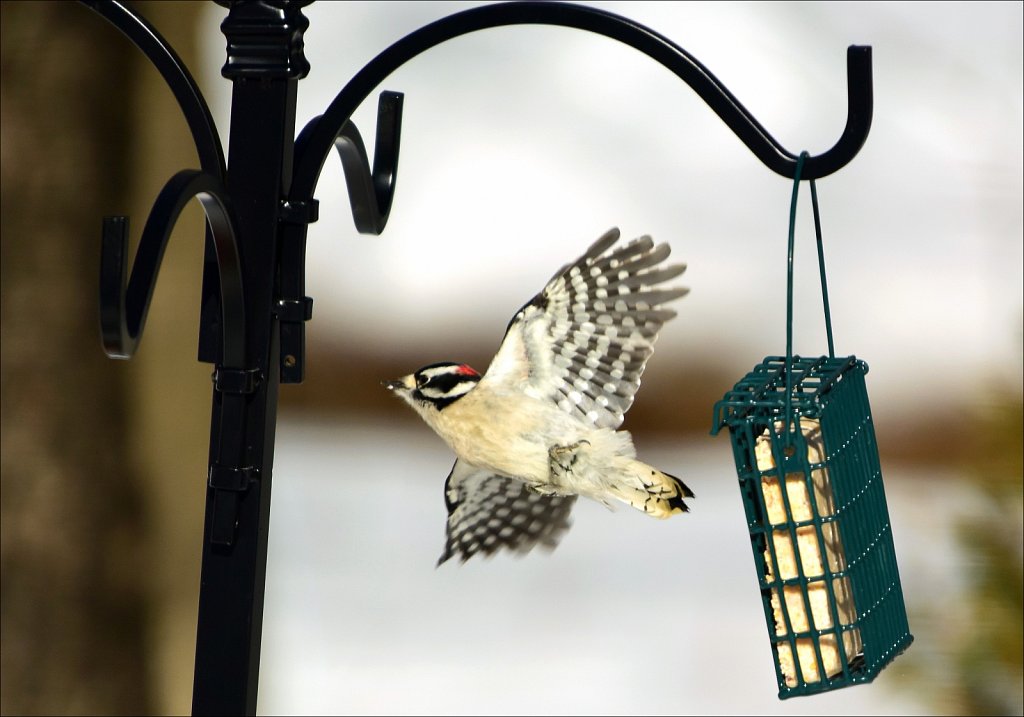 Downy Woodpecker