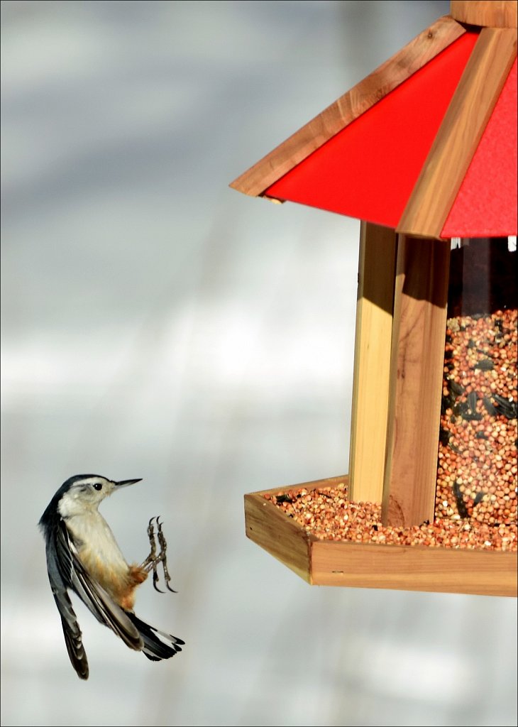 White-breasted Nuthatch