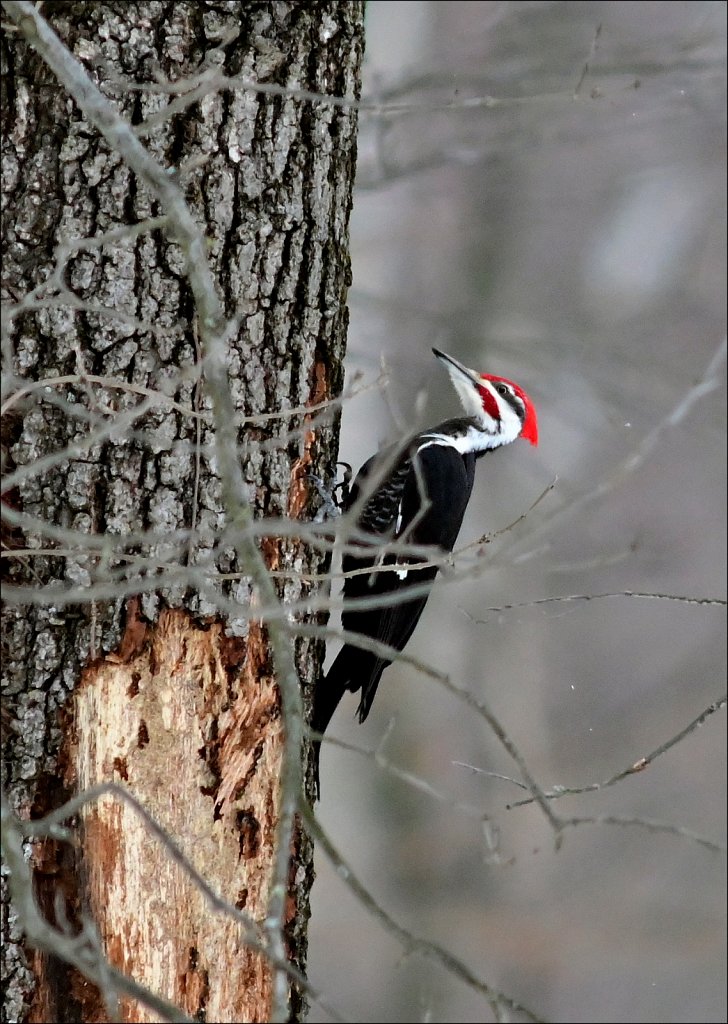 Pileated Woodpecker (Male)