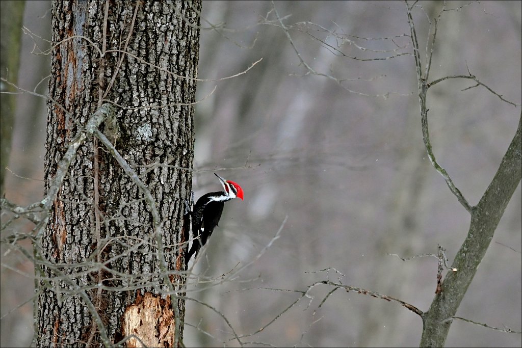 Pileated Woodpecker (Male)