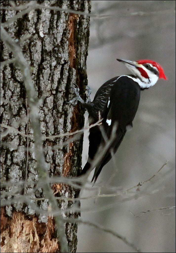 Pileated Woodpecker (Male)