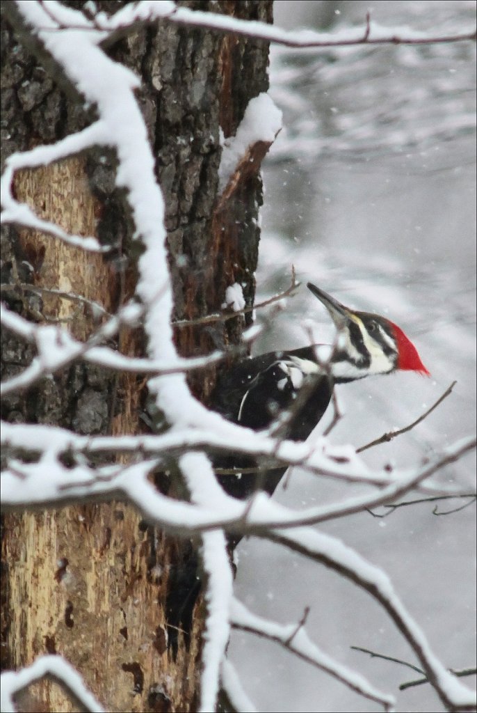 Pileated Woodpecker (Female)